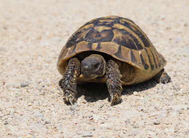 Turtle kum, testudo hermanni, hermann'ın kaplumbağa