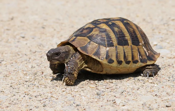 Sköldpadda på sand, testudo hermanni, hermann's sköldpadda — Stockfoto
