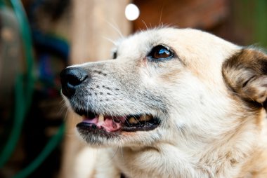 köpek ağızlık