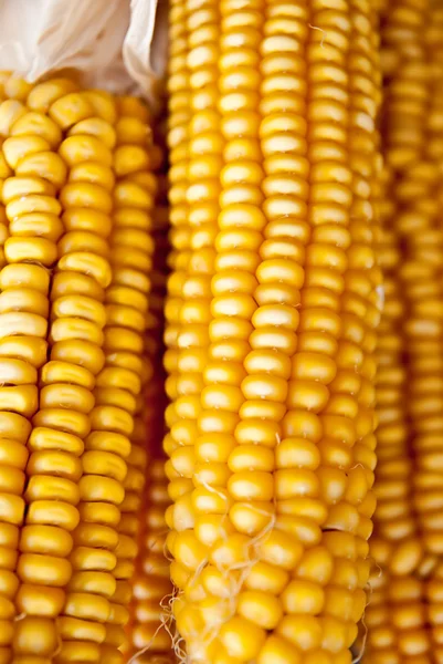 Fundo de milho — Fotografia de Stock