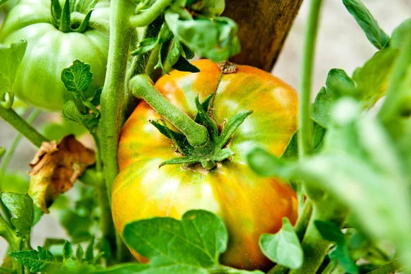 Crecimiento del tomate — Foto de Stock