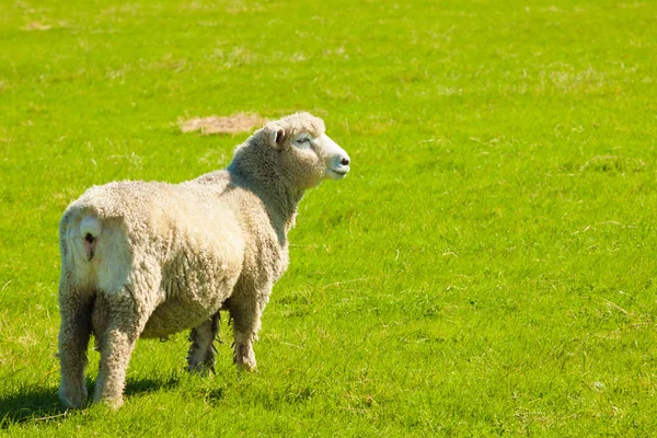 stock image Sheep in a green field