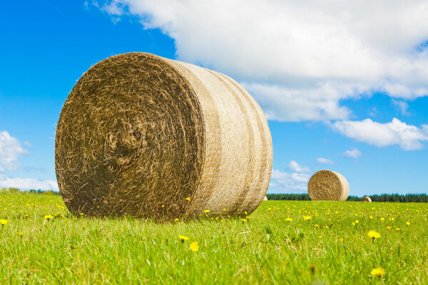 Big hay bale rollin a lush field