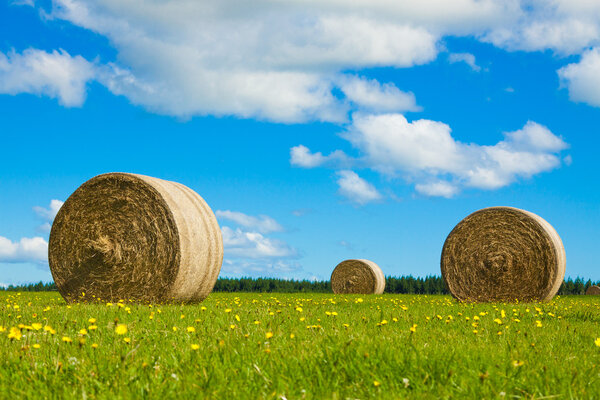 Round hay bales in a green field