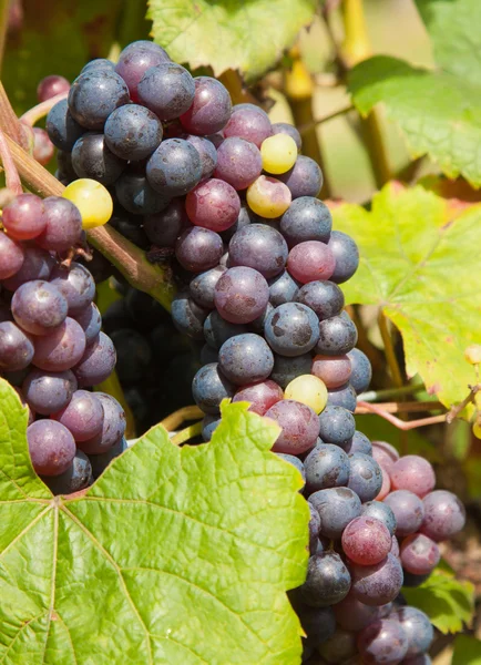 stock image Bunch of red grapes on the vine