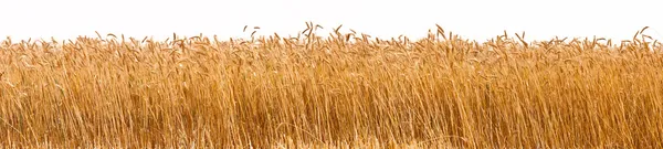 Панорама урожая пшеницы — стоковое фото