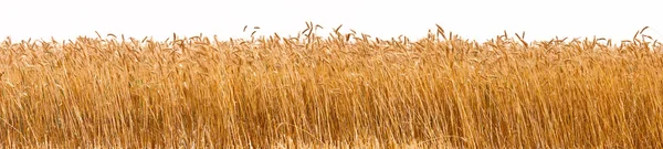 Panorama de uma colheita de trigo — Fotografia de Stock