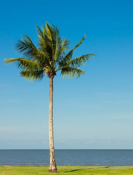 Palm tree by the ocean — Stock Photo, Image