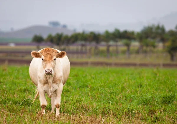 牛在绿色的牧场 — 图库照片