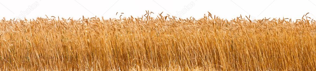 Panorama of a wheat crop