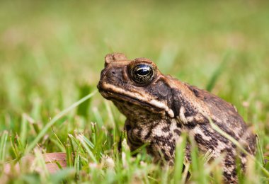 Cane or marine toad clipart