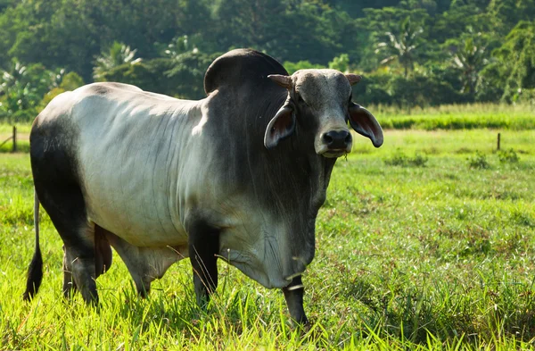 Braham αγελάδα στο πράσινο λιβάδι — Φωτογραφία Αρχείου