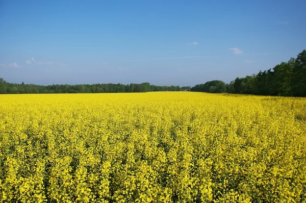Field of yellow plants — Stock Photo, Image