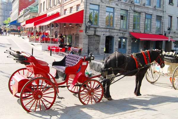 Horse Carriage in Montreal, Canada — Stock Photo, Image