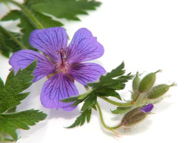 Geraniaceae a macro shot against white background clipart