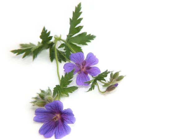 Geraniaceae a macro shot against white background — Stock Photo, Image