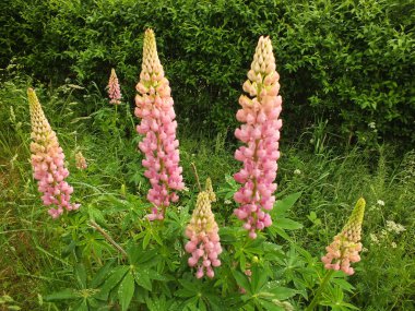 Lupinus