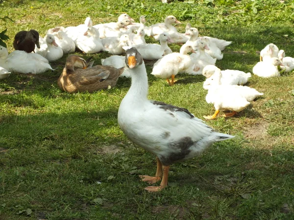 Young ducks with a goose on a green meadow — Stock Photo, Image