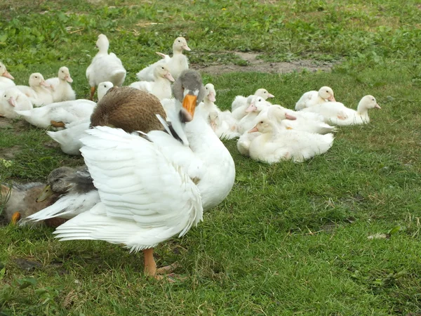Молодые утки с гусём на зеленом лугу — стоковое фото