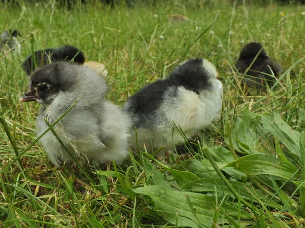 在绿草中的新生儿鸡鸡 — 图库照片