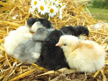 Chicken little chick in the straw with camomile flowers