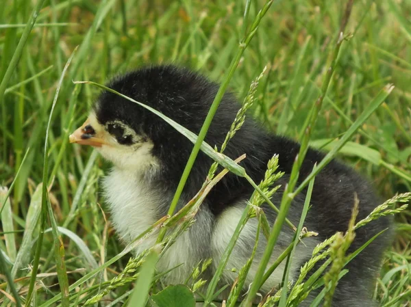 Neugeborene Hühnerküken im grünen Gras — Stockfoto