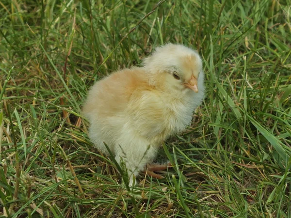Neugeborene Hühnerküken im grünen Gras — Stockfoto