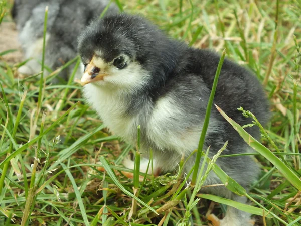 Νεογέννητο κοτόπουλο γκόμενα στο καταπράσινο γρασίδι — Φωτογραφία Αρχείου