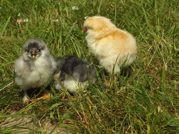 緑の草に新生児鶏ひよこ — ストック写真