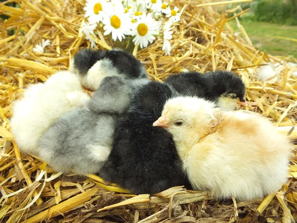 Lilla kycklingen chick i halmen med kamomill blommor — Stockfoto