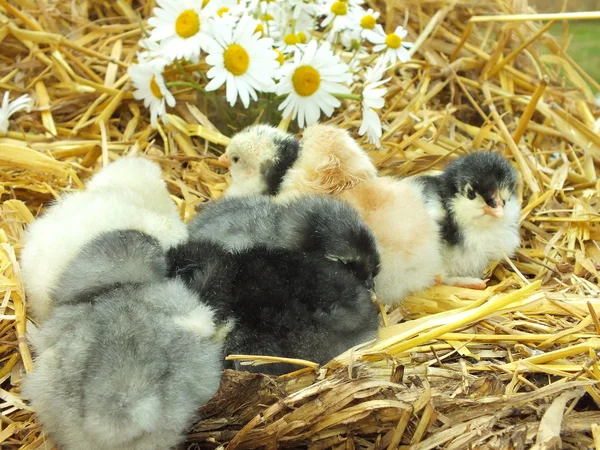 Hühnerküken im Stroh mit Kamillenblüten — Stockfoto