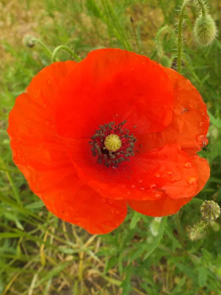 stock image Poppies in the field in June in northern Germany