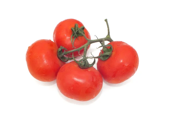 Húmido com salsa de tomate — Fotografia de Stock