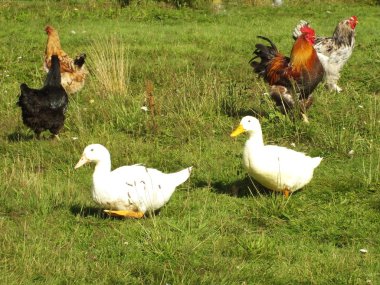 rode vintage strepen fase achtergrond