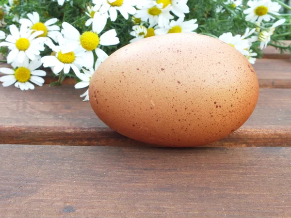 A brown organic eggs on a wooden board — Stock Photo, Image