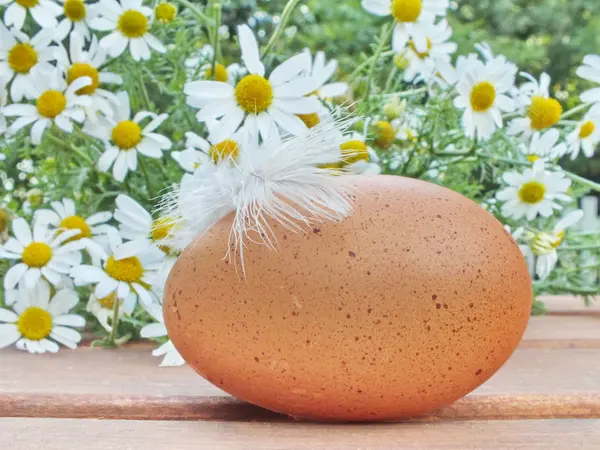 A brown organic eggs on a wooden board — Stock Photo, Image
