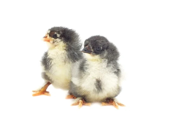 Appena nati dalle uova non sono del tutto asciutti — Foto Stock