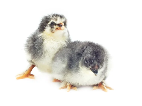 Freshly hatched from the eggs are not quite dry — Stock Photo, Image