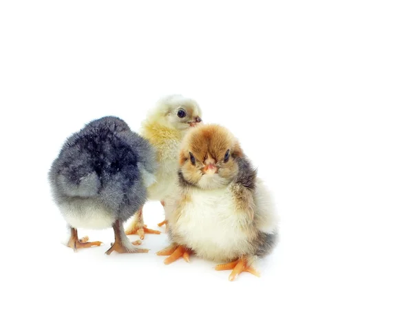 Appena nati dalle uova non sono del tutto asciutti — Foto Stock