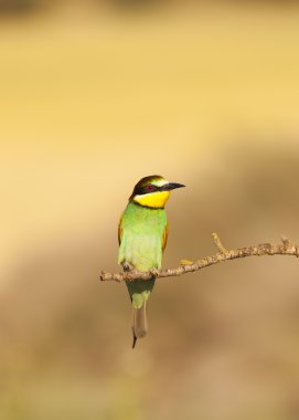 Bee-eater clipart