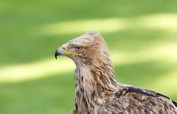 Águila imperial —  Fotos de Stock