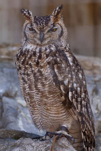 Grand Duke Owl — Stock Photo, Image