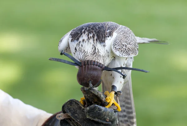 Falco striscione — Foto Stock