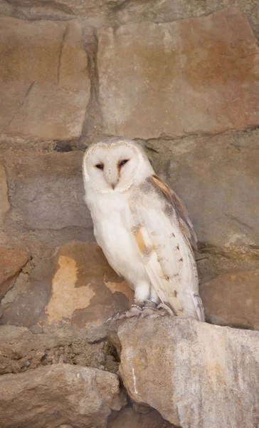 Snow Owl — Stock Photo, Image