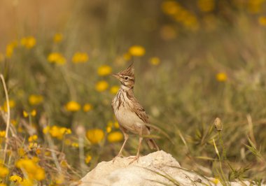 Crested lark clipart