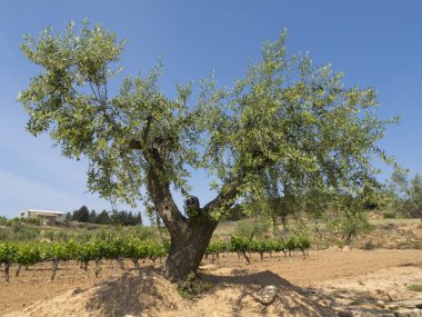 Olea Europaea