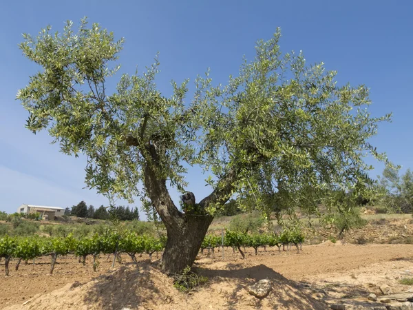 stock image Olea europaea