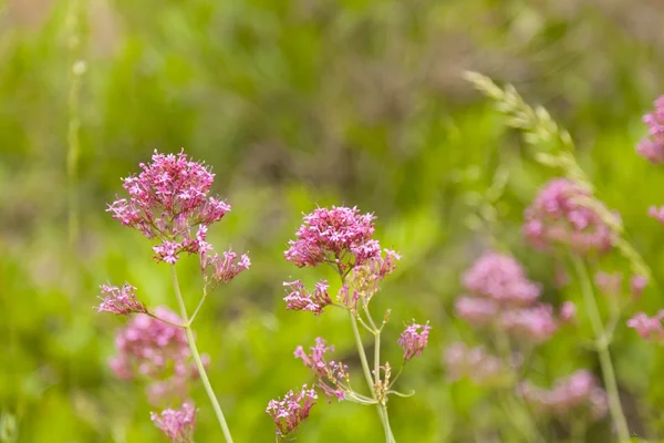 stock image Wildflowers