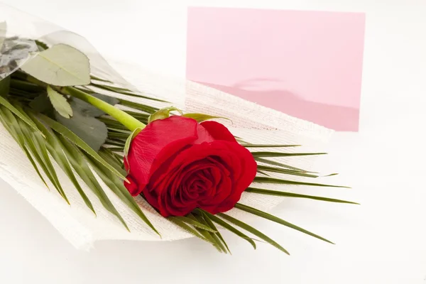 stock image Red rose