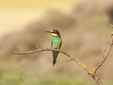 Bee-eater clipart